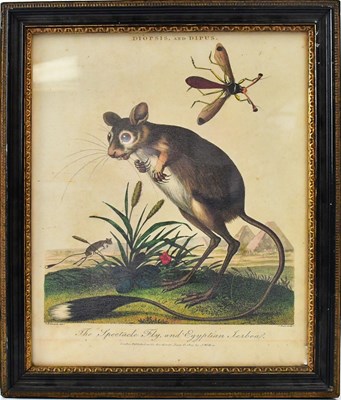 Lot 612 - AFTER GEORGE EDWARDS; a coloured engraving...