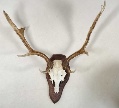 Lot 136 - A set of deer antlers mounted on oak shield,...