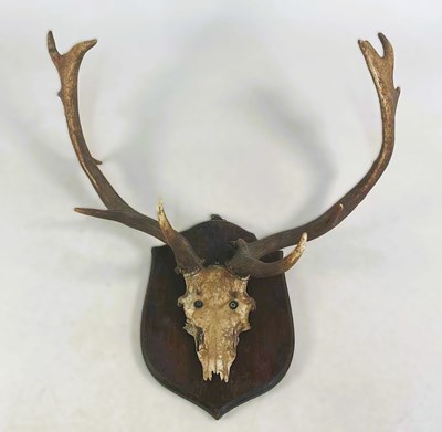 Lot 135 - A pair of deer antlers on skull, mounted on an...