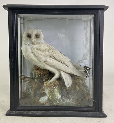 Lot 97 - TAXIDERMY; a cased barn owl perched on a stump,...