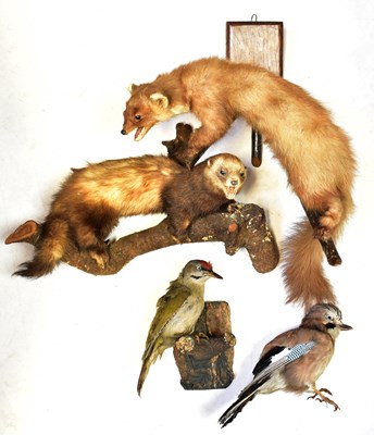 Lot 392 - Four taxidermy animals, comprising a European...